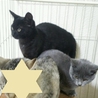 人なれＯＫ！３ヵ月の兄弟子猫です♪ サムネイル2