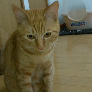ねこの里親募集