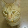 ねこの里親募集 サムネイル2
