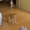 ねこの里親募集 サムネイル3