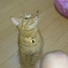 ねこの里親募集 サムネイル4