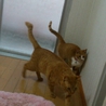 ねこの里親募集 サムネイル5