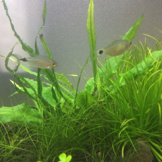 淡水魚 10尾の募集です。