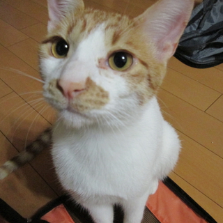 人懐っこいにゃんこと遊びたい里親様募集中！