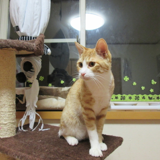 おとなしい仔猫の優しい里親様募集中！