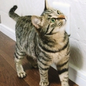 里親募集中