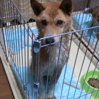 柴犬 男の子(ミックスの可能性あり)