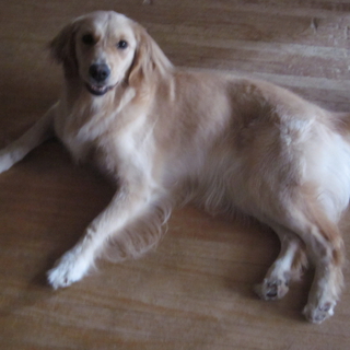 大切にしてくださる方を探しています。