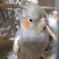 オカメインコとセキセイインコ