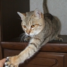 ちゃとらの子猫の里親募集です。 サムネイル2