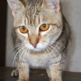 ちゃとらの子猫の里親募集です。