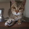 ちゃとらの子猫の里親募集です。 サムネイル3