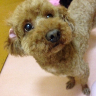 トイプードル2頭の里親さんを探しています