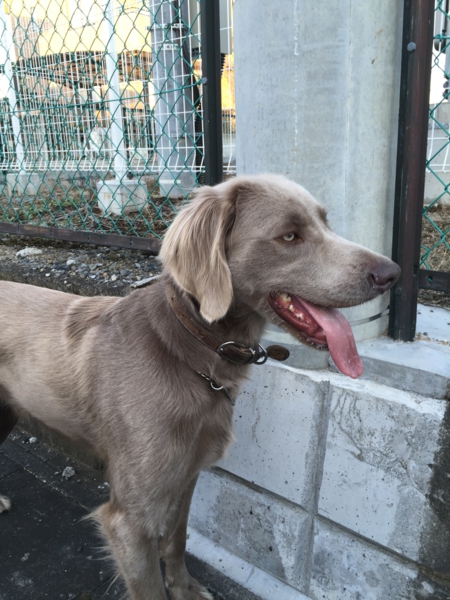 ワイマラナーロングヘアー 栃木県 犬の里親募集 ペットのおうち 月間利用者150万人