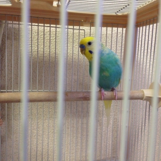 セキセイインコの里親さんを募集します