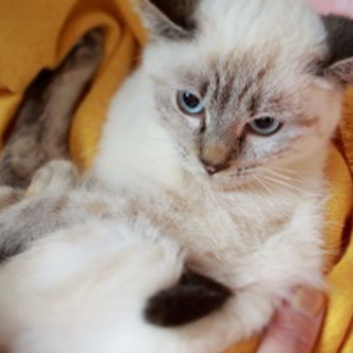 少し怖がりなシャムmixの女の子