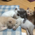 生後2.5か月の可愛い子猫です
