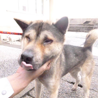 中型犬のオス☆可愛らしい子☆