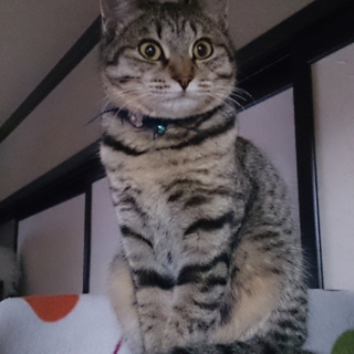 ごみ捨て場から拾いました。