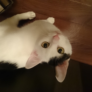 元気いっぱい!!甘えん坊の美猫です
