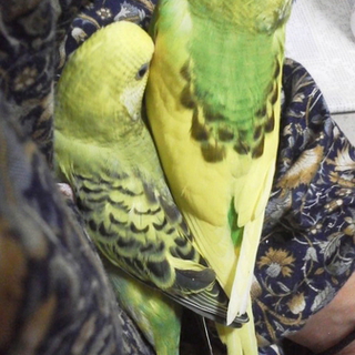 セキセイインコ手のり