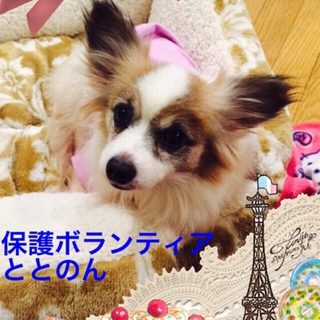 お利口さんで甘えん坊のパピヨン・キャンディです。