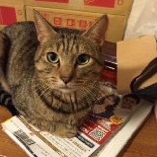 里親様募集です