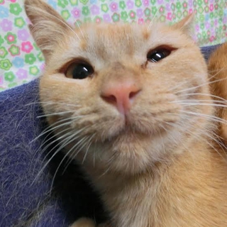 穏やかな成猫　ネーブル