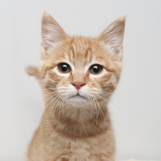 茶トラ仔猫マルコ君の新しい飼い主さん募集