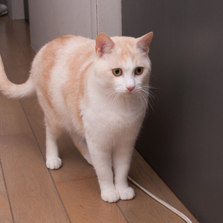 さんど君の新しい飼い主さん募集