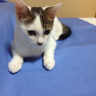 小ぶりな男の子♪ゴロゴロ子猫です♪