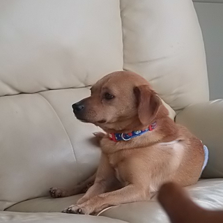 かわいいラブ系小型ミックス犬です。