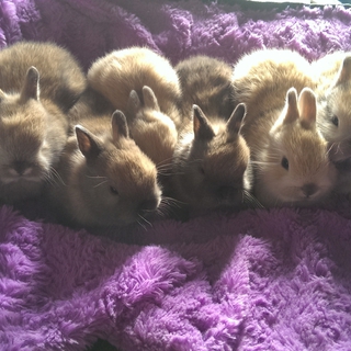 ミニうさぎの可愛い赤ちゃん産まれました！