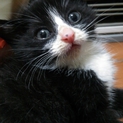 ダンボールから拾いました 白黒ねこちゃん