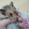 ハムスター　オス　生後3ヶ月 サムネイル3