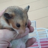 ハムスター　オス　生後3ヶ月 サムネイル4