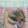 ハムスター　オス　生後3ヶ月 サムネイル7