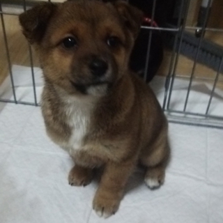 新しい里親様になって下さい。