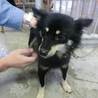 飼い主に捨てられたこの子の里親さん募集