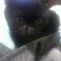 黒猫のロック君
