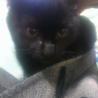 黒猫のロック君