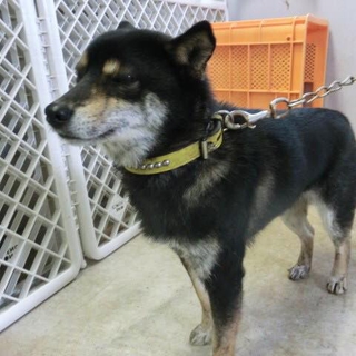 飼い主に捨てられたこの子の里親さん募集