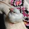 手乗り文鳥の里親様を募集します （再募集） サムネイル2