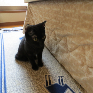 里親さん、決まりました。有難うございました。