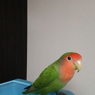 コザクラインコ、ブルー文鳥の里親募集