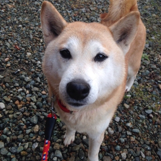 希望あり。人なつこい！柴犬の女の子