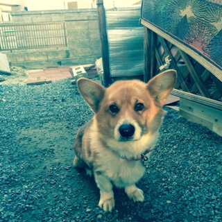 成犬コーギーの里親募集です