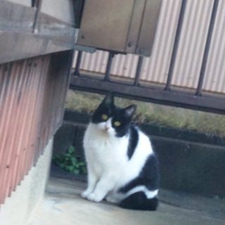 ママンちゃん　白黒の女の子　1歳くらい