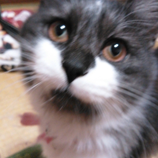 里親募集です。
