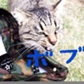 人なっこいキジトラ‼️ボブ